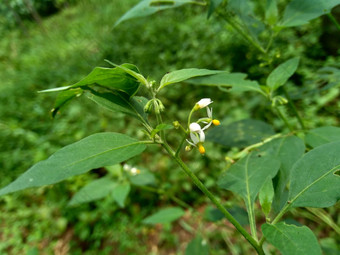 茄属植物nigrum黑色的晚上阴影染色伦卡黑莓茄属植物欧洲黑色的晚上阴影自然背景