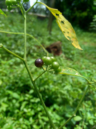 茄属植物nigrum黑色的晚上阴影染色伦卡黑莓茄属植物欧洲黑色的晚上阴影自然背景