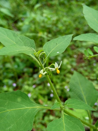 茄属植物nigrum黑色的晚上阴影染色伦卡黑莓茄属植物欧洲黑色的晚上阴影自然背景