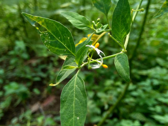 茄属<strong>植物</strong>nigrum黑色的晚上阴影<strong>染</strong>色伦卡黑莓茄属<strong>植物</strong>欧洲黑色的晚上阴影自然背景