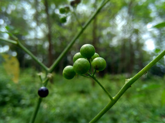 茄属<strong>植物</strong>nigrum黑色的晚上阴影<strong>染</strong>色伦卡黑莓茄属<strong>植物</strong>欧洲黑色的晚上阴影自然背景