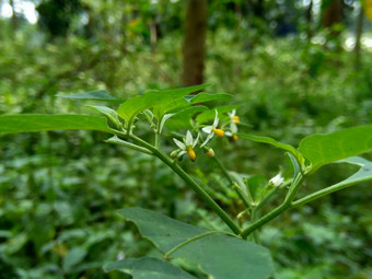 茄属植物nigrum黑色的晚上阴影染色伦卡黑莓茄属植物欧洲黑色的晚上阴影自然背景