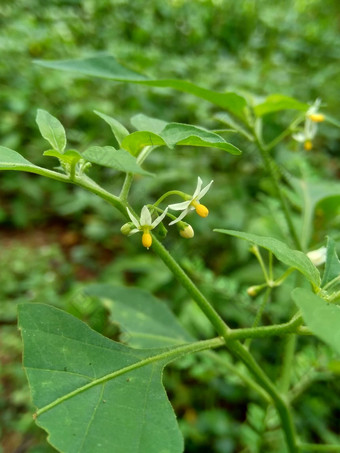 茄属<strong>植物</strong>nigrum黑色的晚上阴影<strong>染</strong>色伦卡黑莓茄属<strong>植物</strong>欧洲黑色的晚上阴影自然背景