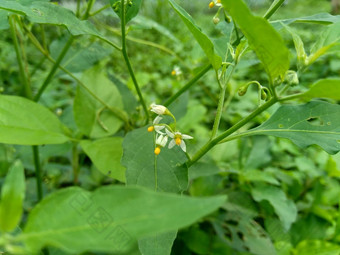 茄属<strong>植物</strong>nigrum黑色的晚上阴影<strong>染</strong>色伦卡黑莓茄属<strong>植物</strong>欧洲黑色的晚上阴影自然背景