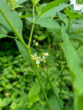 茄属植物nigrum黑色的晚上阴影染色伦卡黑莓茄属植物欧洲黑色的晚上阴影自然背景