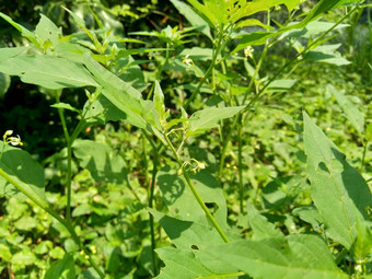 茄属植物nigrum黑色的晚上阴影染色伦卡黑莓茄属植物欧洲黑色的晚上阴影自然背景