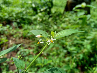 茄属<strong>植物</strong>nigrum黑色的晚上阴影<strong>染</strong>色伦卡黑莓茄属<strong>植物</strong>欧洲黑色的晚上阴影自然背景