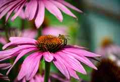 蜜蜂收集花蜜紫锥菊