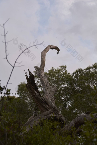 死树树干植被