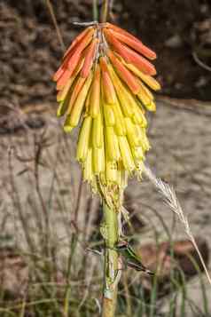 炽热的扑克kniphofia卟啉蚱蜢可见