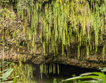 滴蕨类植物挂蕨类植物石窟wailua河考艾岛