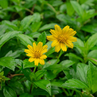 美丽的黄色的<strong>尼日尔</strong>花guizotiaabyssinica花园