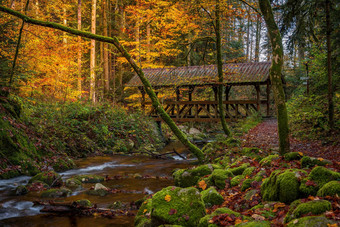 德国森林秋天石头桥梁巴登巴登莫斯流自然图像森林桥石头流溪小溪布鲁克图像