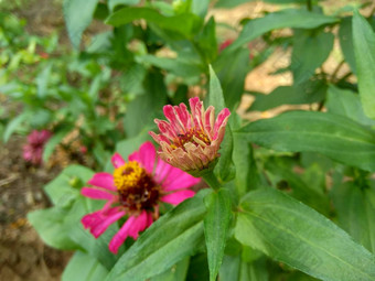 Zinnia线虫青年年龄常见的Zinnia优雅的Zinnia花自然背景