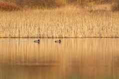 鸭野鸭池塘捷克共和国欧洲野生动物