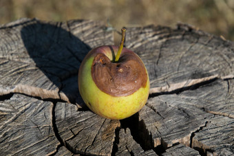 腐烂的<strong>苹果</strong>失败<strong>苹果</strong>被宠坏的腐烂的<strong>苹果</strong>树桩失败<strong>苹果</strong>被宠坏的作物