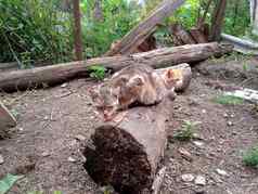 国内猫土壤院子里姜猫虎斑猫