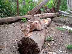国内猫土壤院子里姜猫虎斑猫