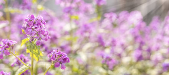 全景视图春天背景艺术紫罗兰色的鲁纳里亚磨刀石