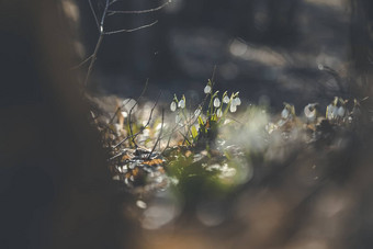 美丽的雪花莲春天森林风景优美的视图春天