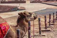 大夏的骆驼燃烧的山吐鲁番新疆中国