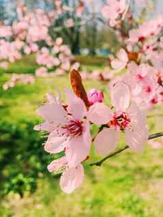 苹果树花布鲁姆花开花春天