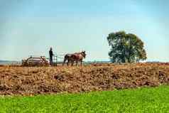 亚米希人农民收获小麦马拉收割机阳光明媚的夏天一天