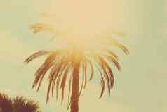 热带棕榈树叶子热夏天一天古董背景夏天自然旅行