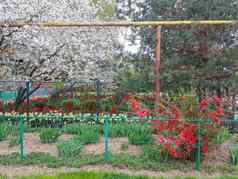 开花木花花圃春天花园