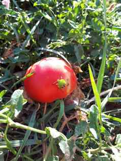 臭虫坐在红色的番茄番茄害虫