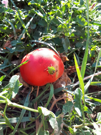 臭虫坐在红色的番茄番茄<strong>害虫</strong>