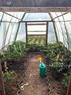 系西红柿温室日益增长的蔬菜温室