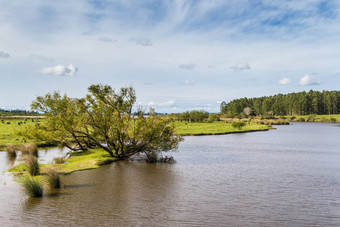 场景观流桉树植树造林联邦之间河流阿根廷