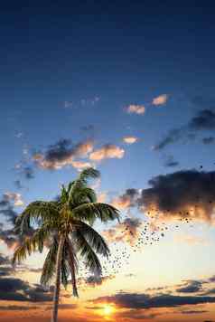 椰子棕榈日落天空