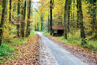 路径森林小屋叶子地面