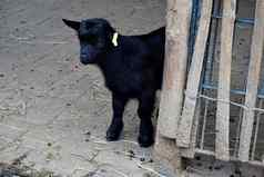 黑色的婴儿山羊隐藏栅栏