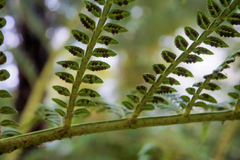 特写镜头蕨类植物叶<strong>孢子</strong>囊