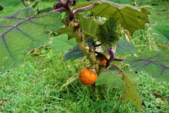 茄属植物基多恩斯水果John卡斯特罗布兰科国家公园