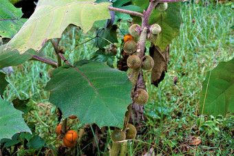 生茄属植物基多恩斯水果John卡斯特罗布兰科国家公园