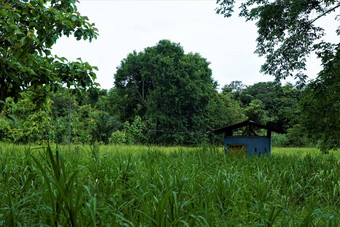 蓝色的小屋前面丛林