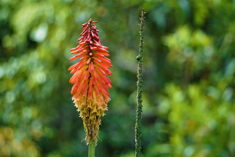 kniphofia火莉莉发现了花园三杰<strong>拉尔多</strong>队伍