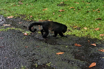 吼猴子走布劳利奥卡里略国家公园