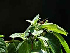黄蜂坐着叶子金银花