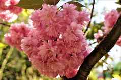 粉红色的樱桃花朵分支前面模糊背景