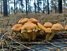 集团棕色（的）蘑菇发现了森林