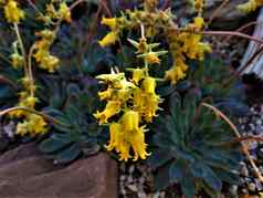 黄色的花朵echeveria普利多尼斯植物