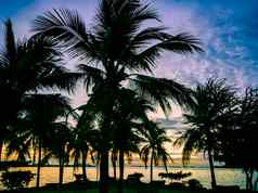 轮廓热带海滩椰子树日落时间