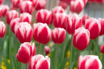 美丽的红色的白色郁金香花园春天未来春天季节