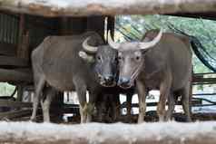 水牛牛笔肖像当地的泰国水牛牛