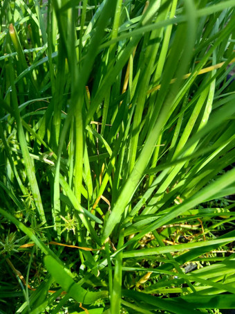 葱属植物tuberosum大蒜细<strong>香葱</strong>东方大蒜亚洲细<strong>香葱</strong>中国人细<strong>香葱</strong>中国人似乎kecaikucai自然背景葱属植物tuberosum地下茎的clump-forming常年植物